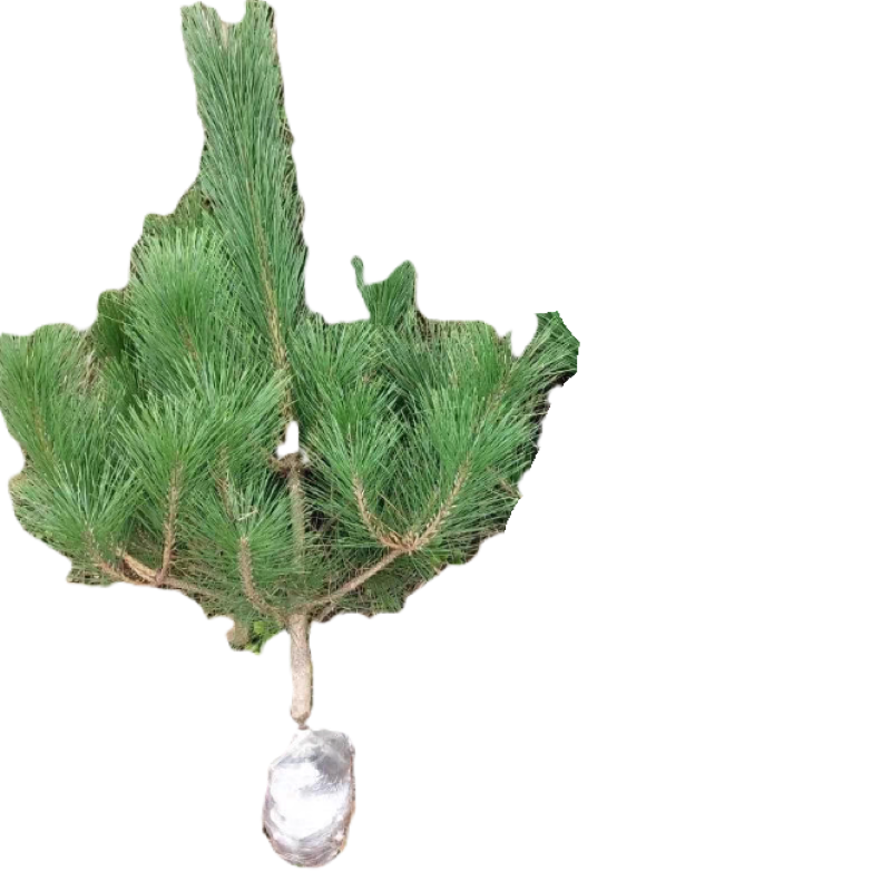 诚智旺 松树 高1m 棵高清大图