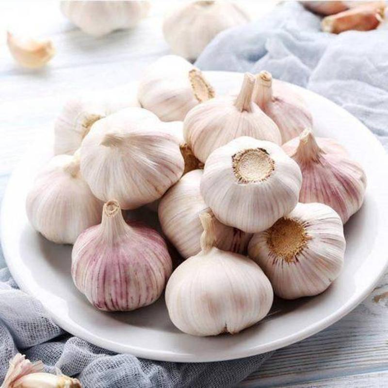 赛卡伊山东精选农家大蒜头蒜种批发大蒜批发价2斤