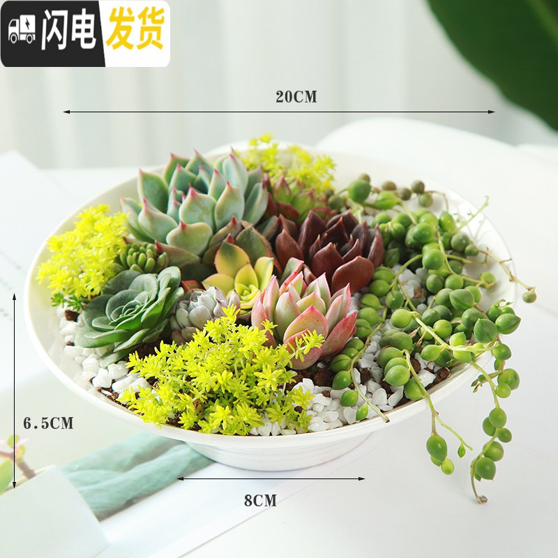 三维工匠多肉花盆白色陶瓷盆长方形肉肉植物简约白瓷多肉盆小绿植花卉盆器横纹大喇叭盆 xx6 5 中等花盆容器 报价 参数 图片 视频 怎么样 问答 苏宁易购