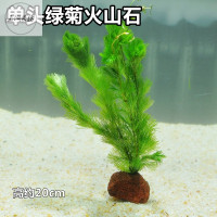 水草鱼缸装饰淡水植物莫斯沉木水榕水族箱造景套餐懒人真水草 默认尺寸 单头绿菊火山石
