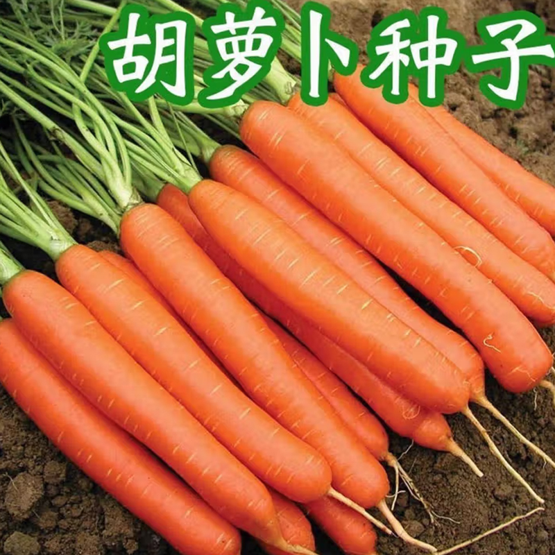 胡萝卜种子 三红甜脆水果胡萝卜888粒/包高清大图
