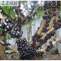 绿植正宗台湾嘉宝果树苗树葡萄苗庭院盆栽地栽当年结果带叶子货四季早生当年结果苗1.4-1.5米81cm(含)-110