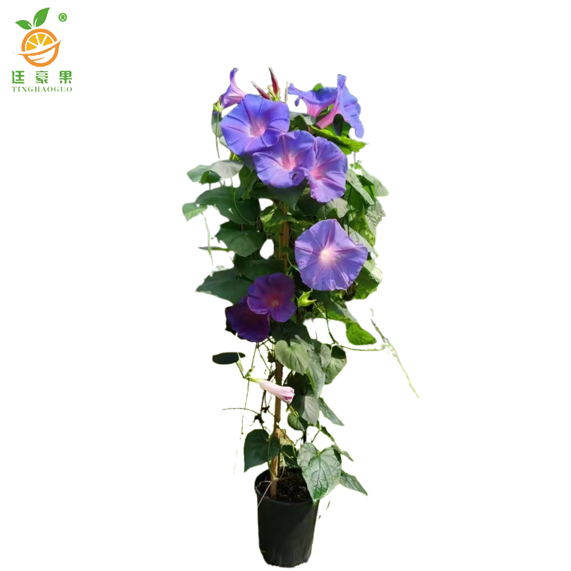廷豪果 牵牛花 QNH-1 /支