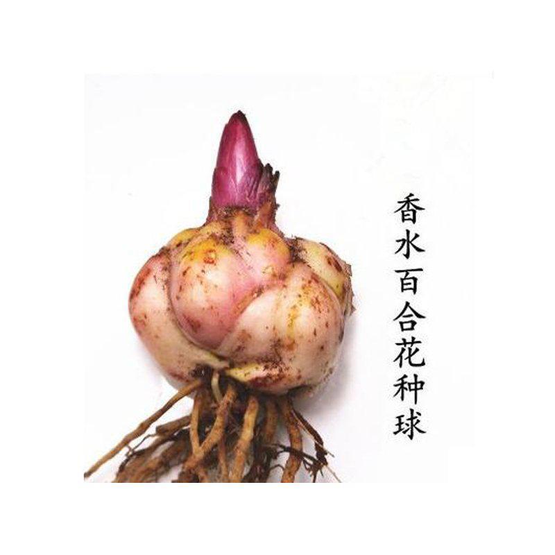 香水百合花种球春季混色大球四季开花矮生浓香花卉盆栽室内多年生