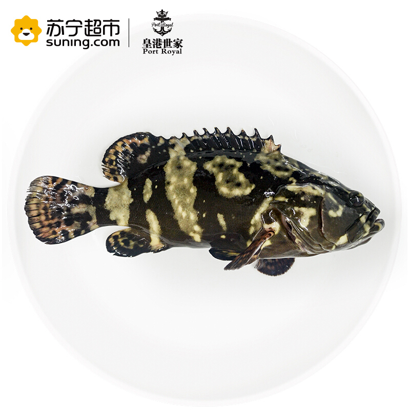 冰鲜 海南龙胆石斑鱼 600g 1条 海鲜水产