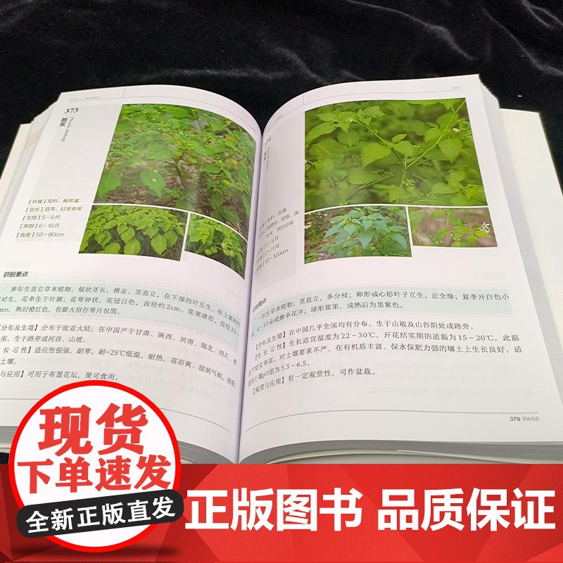 600种郊野植物图鉴 常见植物野外识别 植物识别大百科 野外实拍彩图 树形枝叶植物花卉种子观察图鉴风景郊野旅游植物科普大高清大图