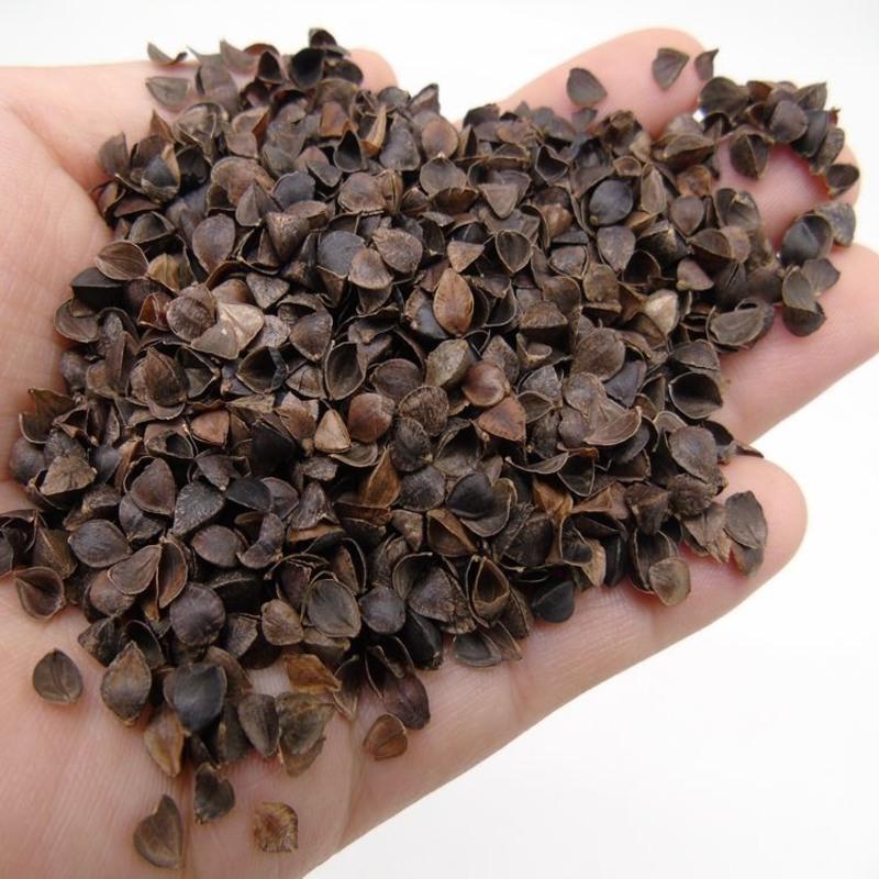 秕谷1斤谷壳糠壳谷糠小米壳荞麦壳皮非稻壳瘪谷子秕谷谷秕子黍子枕芯