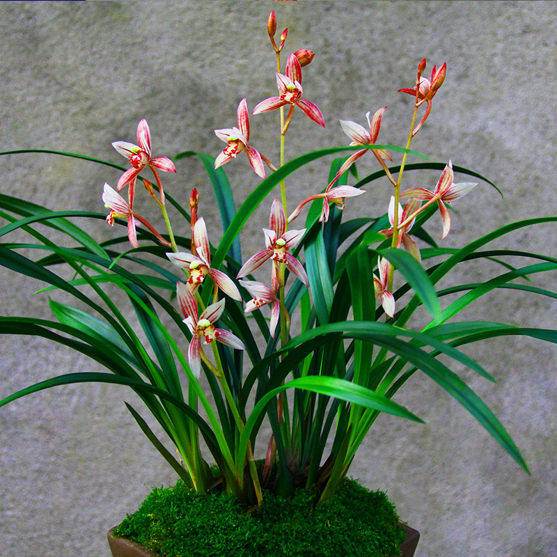 回固非常浓香【花开富贵兰花】名贵春兰细叶大花苞带花苞的兰花苗盆栽