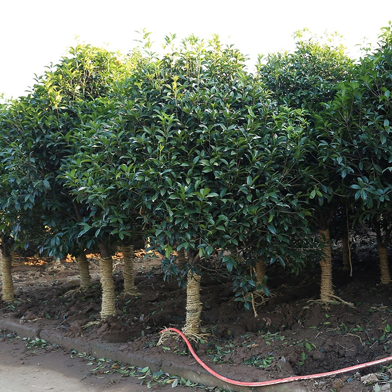 树苗观赏地栽盆栽大型四季桂花树苗庭院浓香型花卉植物桂花苗金桂树苗