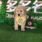 多多名宠 纯种大头金毛犬 宠物狗狗金毛幼犬 幼崽 金毛犬大型犬幼犬公 公母均有血统级