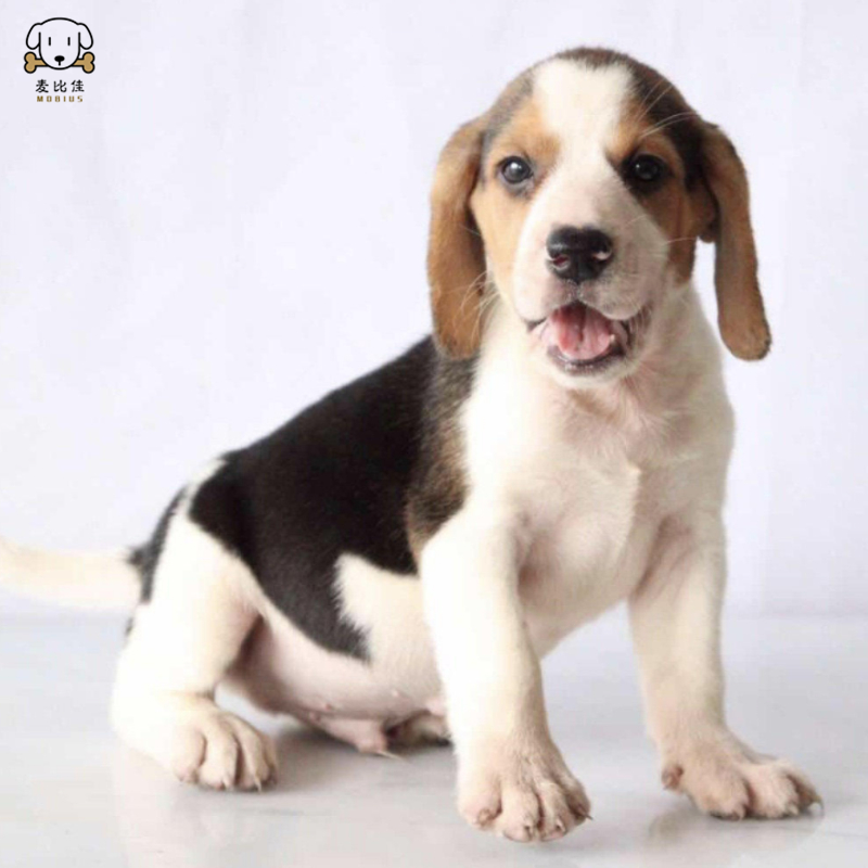 麦比佳 比格犬幼犬 比格犬狗狗活体 纯种血统家庭犬小体比格幼崽 短毛米格鲁犬比格宠物狗健康保障视频挑选高清大图