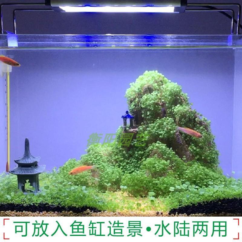 山石草盆景草假山草种子 室内盆栽吸水石草 四季播绿植物造景草籽 草籽10袋