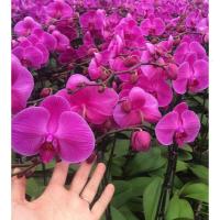 绿植蝴蝶兰苗盆栽四季花苗办公室内客厅桌面绿植花卉当年开花紫蝴蝶不含盆