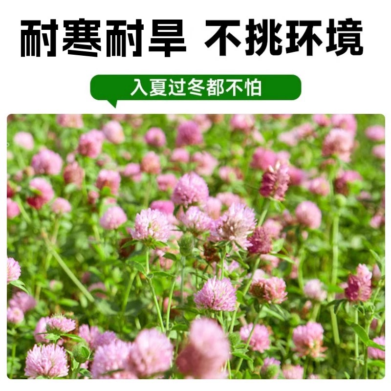 诚智旺 红三叶草种子 净籽/千克高清大图