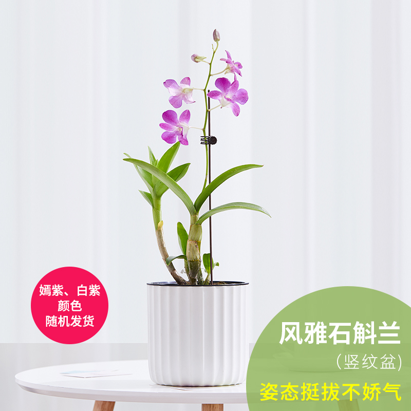 石斛兰花卉观花植物室内花绿植花卉阳台植物石斛兰盆栽