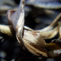 茶马世家品饮级普洱生茶饼茶春茶叶正宗云南勐海七子饼茶黑茶357g送礼盒装