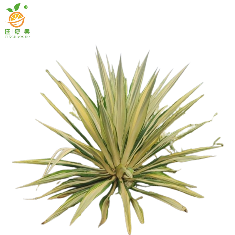 廷豪果 万年麻 高60-80cm /棵高清大图