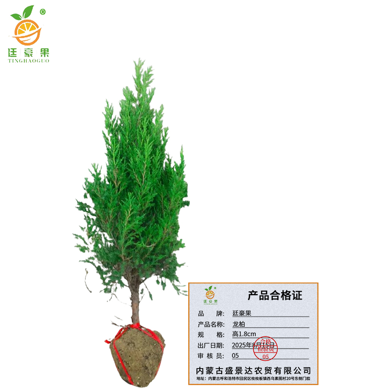 廷豪果 龙柏 高1.8cm /棵高清大图