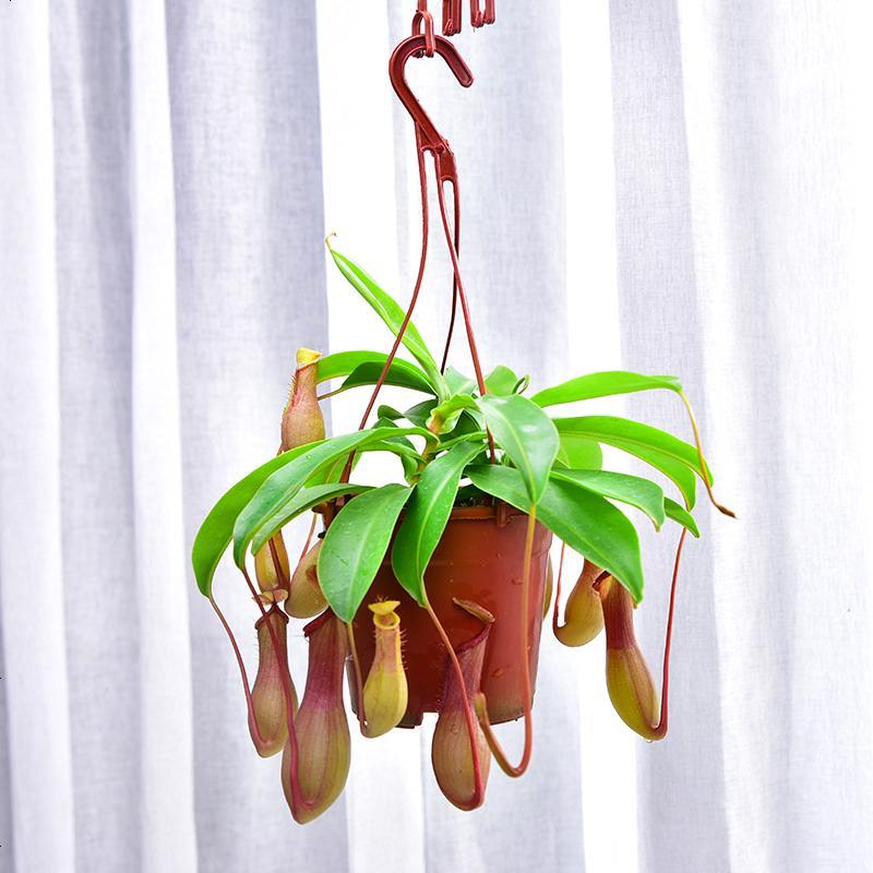 猪笼草盆栽捕蝇食虫草室内桌面花卉绿植吃蚊子奇趣植物