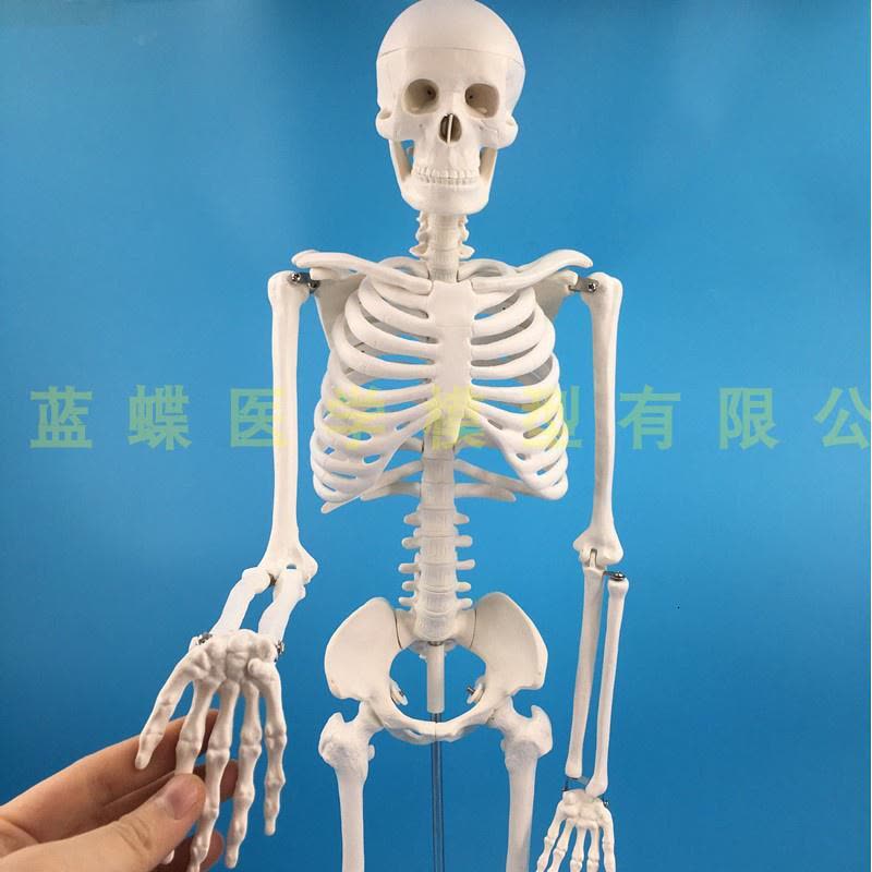 适用于85cm人体骨骼模型骨架人体模型成人小骷髅教学模型脊椎全身骨骼