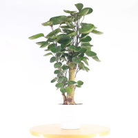 办公室内盆景大型绿植财树招财植物金钱树金钱兜盆栽福禄桐树桩