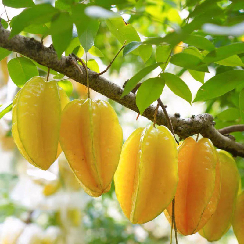 [熊猫鸟]福建漳州杨桃水果新鲜 应季五角星杨桃 净重3斤 送酸梅粉 坏果包赔高清大图