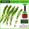 金鱼藻蜈蚣草水草植物绿菊鱼缸造景水培真草养鱼草缸绿植净水新草 均码 金鱼藻5支+1海绵+1培菌环送圆心萍