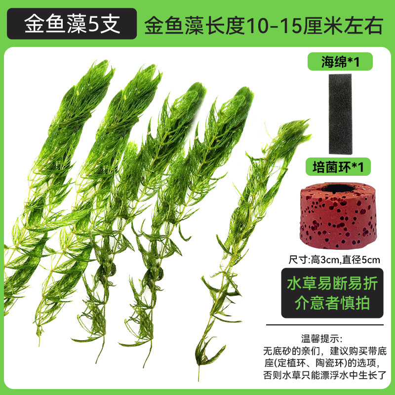 金鱼藻蜈蚣草水草植物绿菊鱼缸造景水培真草养鱼草缸绿植净水新手