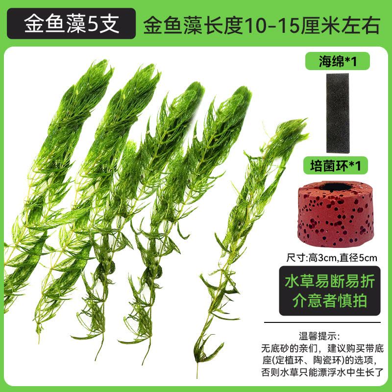 金鱼藻蜈蚣草水草植物绿菊鱼缸造景水培真草养鱼草缸绿植净水新手图片