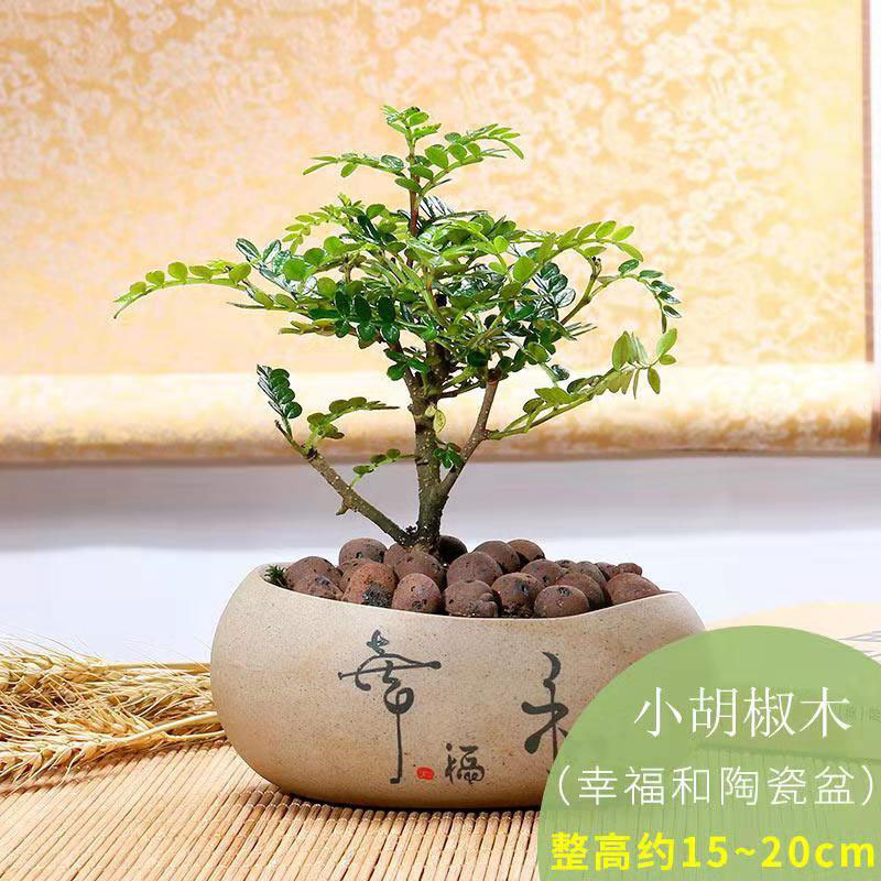 胡椒木盆栽花卉室内植物四季常青绿植盆景 幸福和 胡椒木 送陶粒视频介绍 胡椒木盆栽花卉室内植物四季常青绿植盆景 幸福和 胡椒 木 送陶粒功能演示视频 苏宁易购