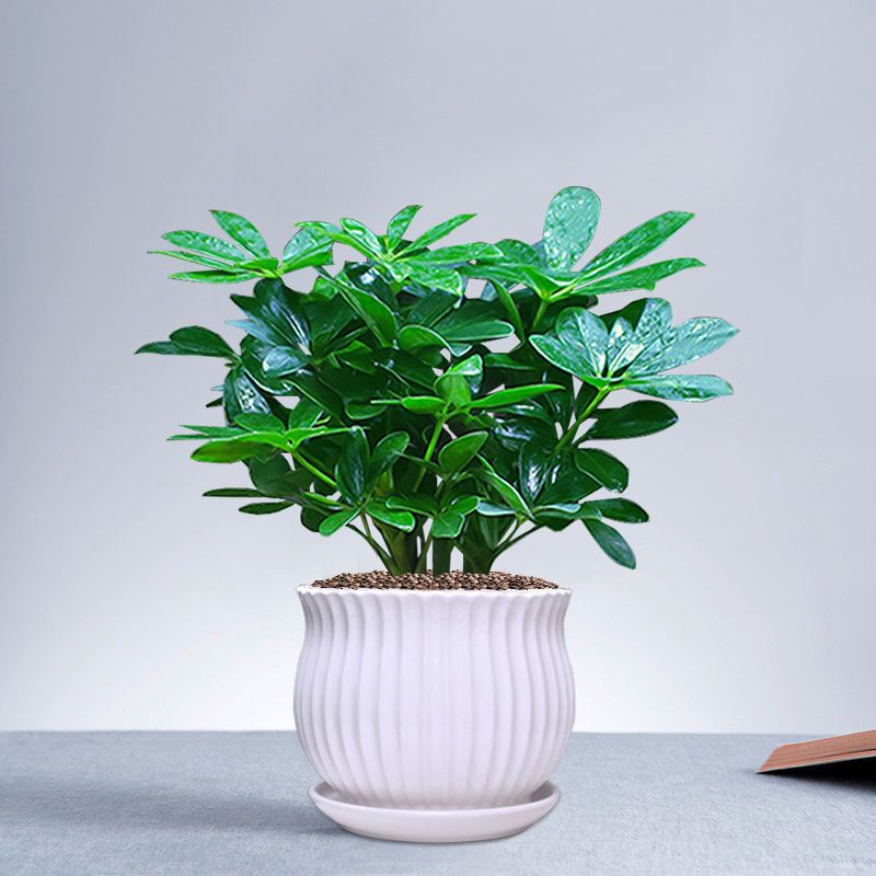 四季常青八方来财招财树鸭脚木室内阳台桌面绿植花卉盆栽发财树 八方来财2棵苗[无花盆]+肥