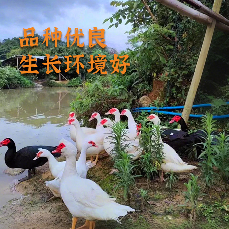 [苏鲜生推荐]三物纪 皖南红脸番鸭4.3-4.7斤/只 1只装 新鲜现杀 冷冻净膛竹林溪水河鸭高清大图