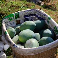 【中华特色】田阳馆 凯特芒果大果9斤（单果约500-1000g）新鲜水果原产地现摘现发 华南