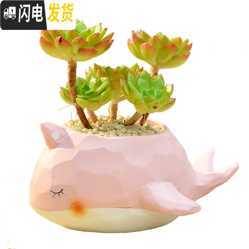 三维工匠zakka田园多肉花盆可爱卡通动物花盆鲸鱼花园派对创意小花盆套餐 粉红色鲸鱼岛樱粉单盆 小花盆容器