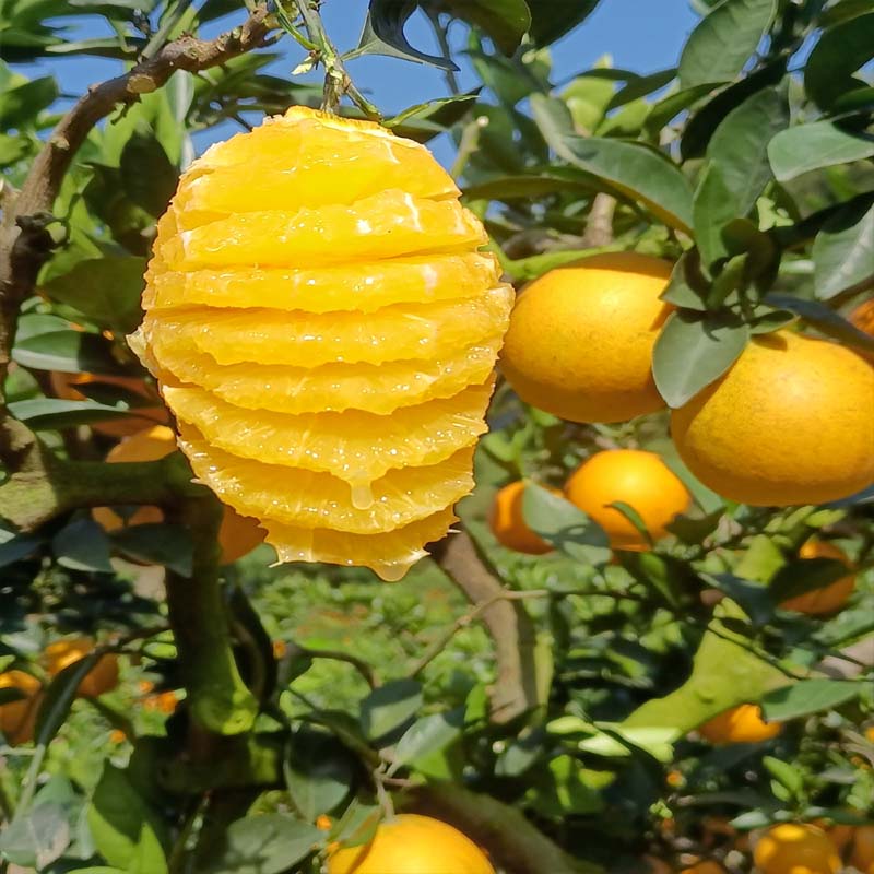 橙旺林 清家脐橙5KG*1箱高清大图