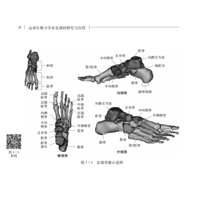 [正版] 运动生物力学在足部的研究与应用 运用力学原理和方法研究足部结构功能 足踝结构及生物力学 顾耀东 9787