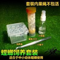 非洲绿巨螳sv螳螂活体宠物非洲绿巨昆虫活体宠物昆虫爬虫爬宠 TL饲养套餐