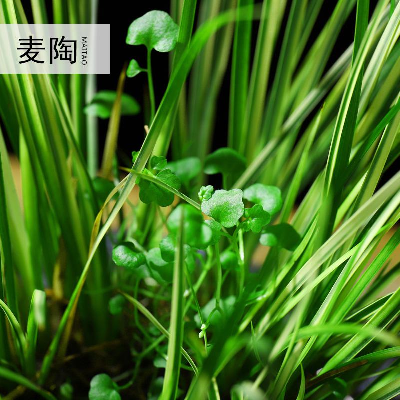 美帮汇禅创意陶瓷花盆简约个性金边菖蒲室内盆栽植物景观盆景办公室摆设高清大图