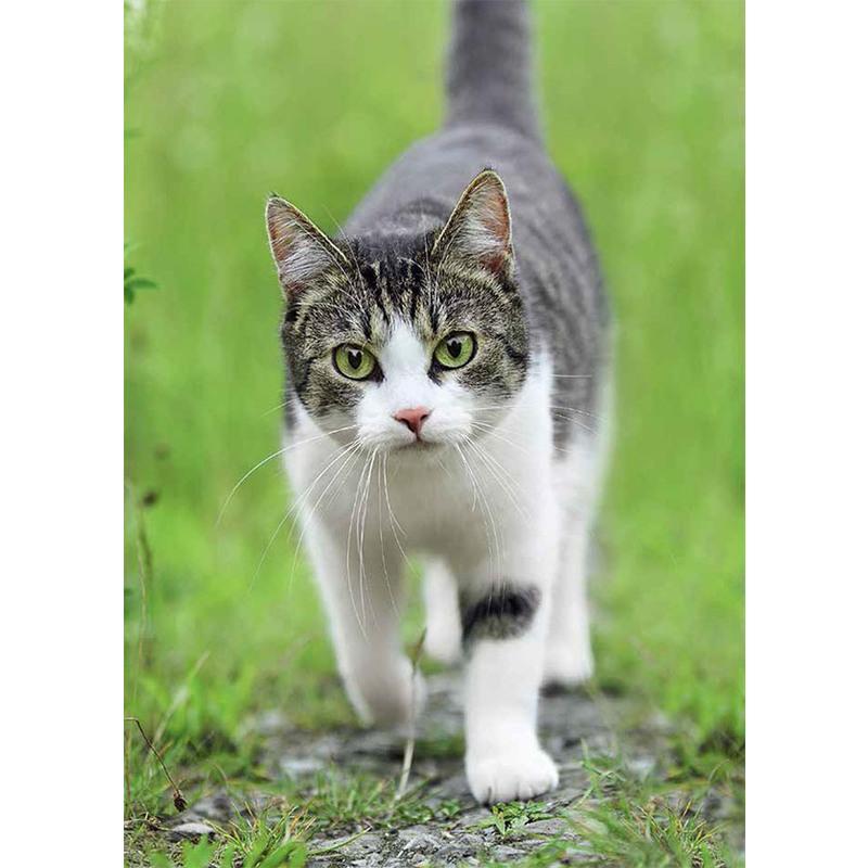[友一个正版] 育猫全书 格尔德路德维希养育教科书训练技巧萌宠家庭医学饲养手册科普书籍