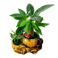 室内盆栽植物花卉观叶植物客厅小盆景-小茶壶富贵竹罗汉松
