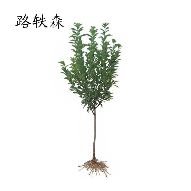 路轶森 果树树苗 4-5年生(直径4cm) 棵高清大图