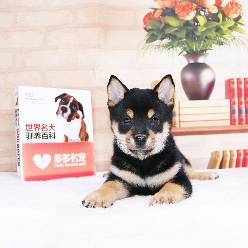 多多名宠柴犬幼犬宠物狗狗柴犬幼崽日本柴犬黑色柴犬宠物级血统级DNA鉴定中小型犬图片