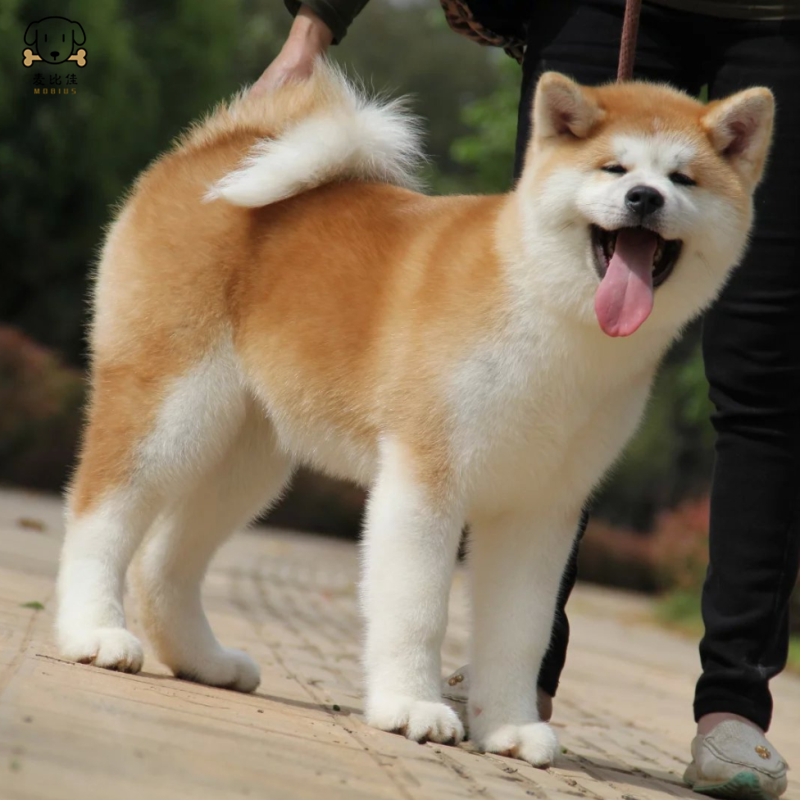 麦比佳 秋田犬幼犬 狗狗活体纯种双血统级大型犬 秋田宠物狗 大骨架赛级高品质日系秋田看家护院忠犬八公狗视频挑选高清大图