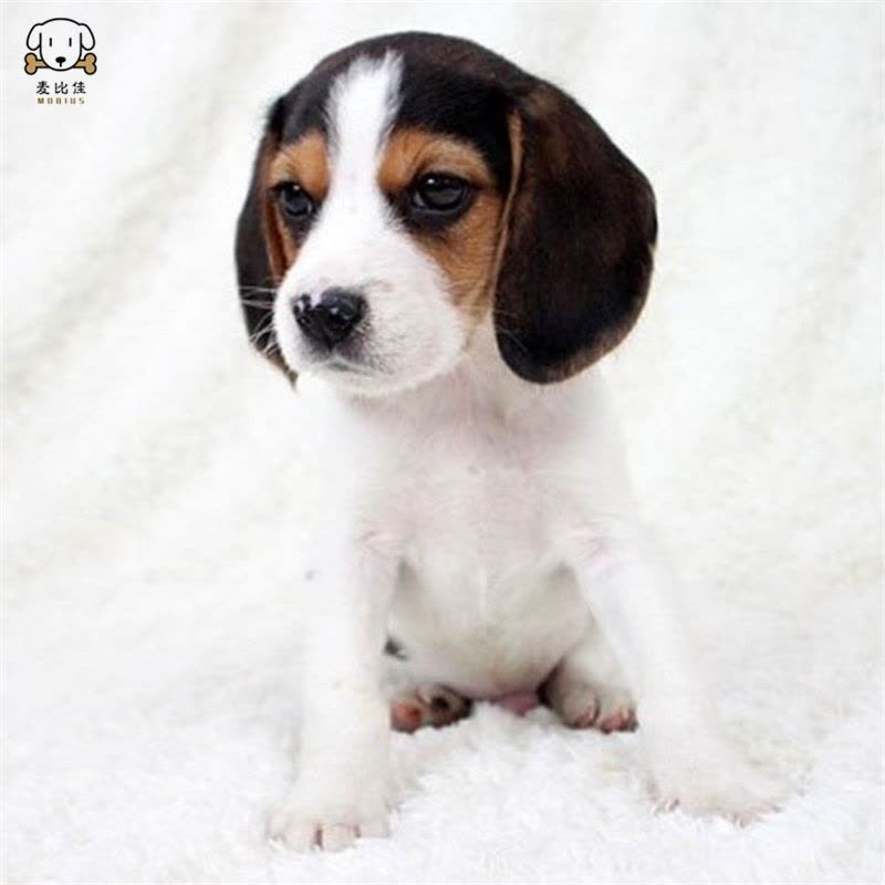 麦比佳宠物比格狗狗活体 花色比格犬幼犬纯种血统级比格短毛米格鲁猎兔犬比格猎狗高智商家养中小型犬视频挑选图片