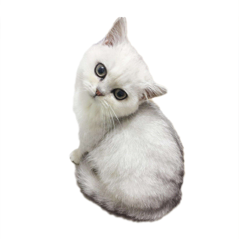 多多名宠猫咪英短渐层猫咪活体英短渐层英短银渐层英短渐层活体幼猫幼崽纯种英短渐层猫咪 价格图片品牌报价 苏宁易购多多名宠旗舰店