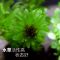 鱼缸懒人水草淡水养鱼增氧水草草缸活体植物造景套餐水族箱中后景 红波坨(5厘米)