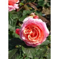 欧悟 欧月花苗 藤本月季花苗 爬藤月季 庭院蔷薇花苗玫瑰花苗盆栽花卉 玛丽安 2年苗