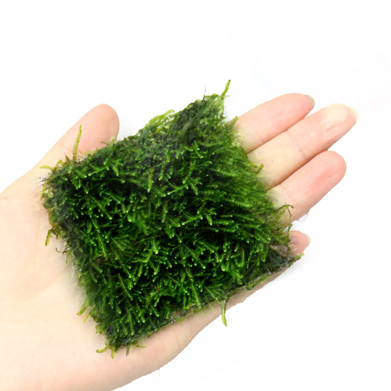 鱼缸沉木莫斯片草皮美凤莫丝苔火焰垂泪松茸怪厥大三角性水草报价 参数 图片 视频 怎么样 问答 苏宁易购