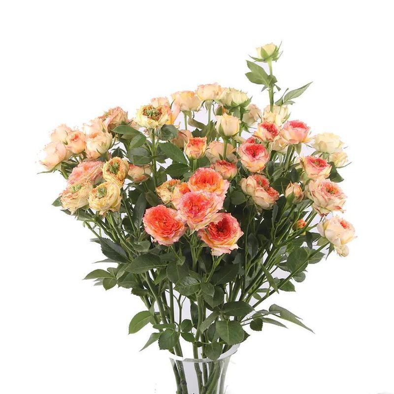 浪漫爱人多头玫瑰一年苗