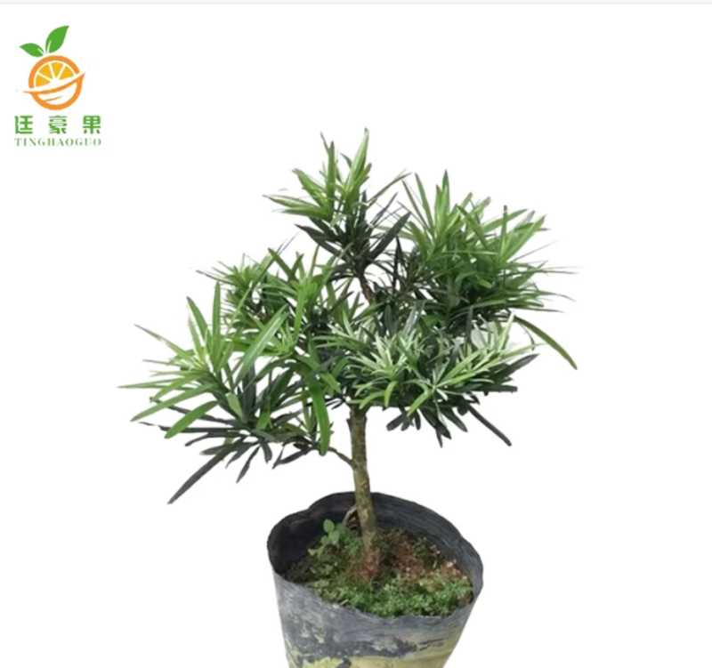 廷豪果 马尾松 高80-100cm /棵高清大图